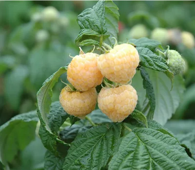 Rubus id.'Summer Lovers Patio Orange' -R-