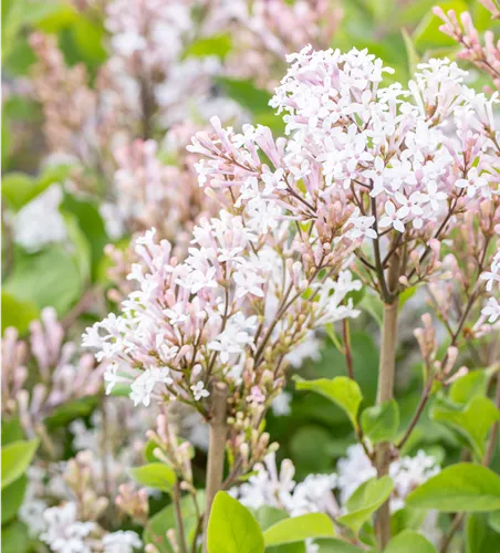 Syringa 'Flowerfesta White' -R-