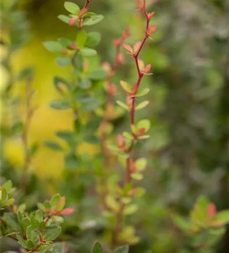 Berberis buxifolia 'Nana'