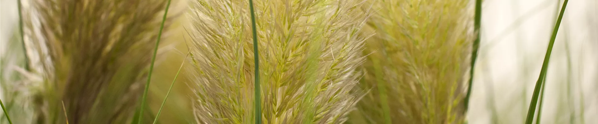 Cortaderia selloana Cortaderia selloana