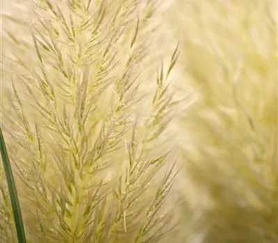 Cortaderia selloana 'Evita' -R- Cortaderia selloana 'Evita' -R-