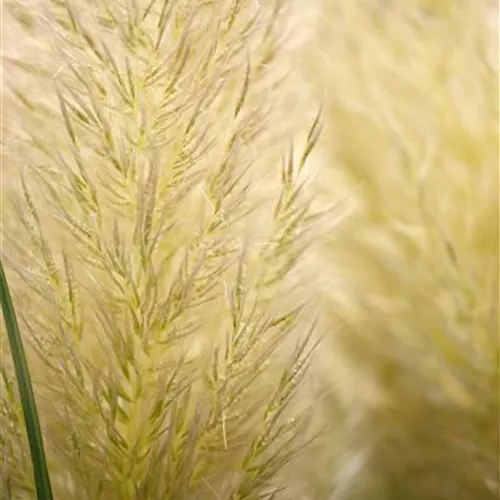 Cortaderia selloana 'Evita' -R-