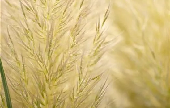 Cortaderia selloana 'Evita' -R- Cortaderia selloana 'Evita' -R-