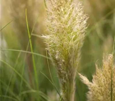 Cortaderia selloana Cortaderia selloana