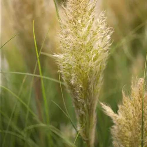 Cortaderia selloana