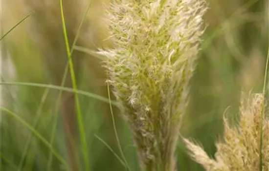 Cortaderia selloana Cortaderia selloana