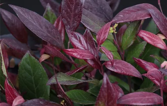 Leucothoe fontanesiana 'Little Flames'