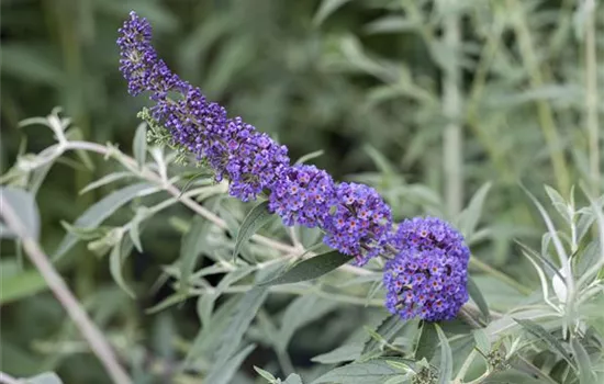 Buddleja davidii 'Nanho Blue' Buddleja davidii 'Nanho Blue'