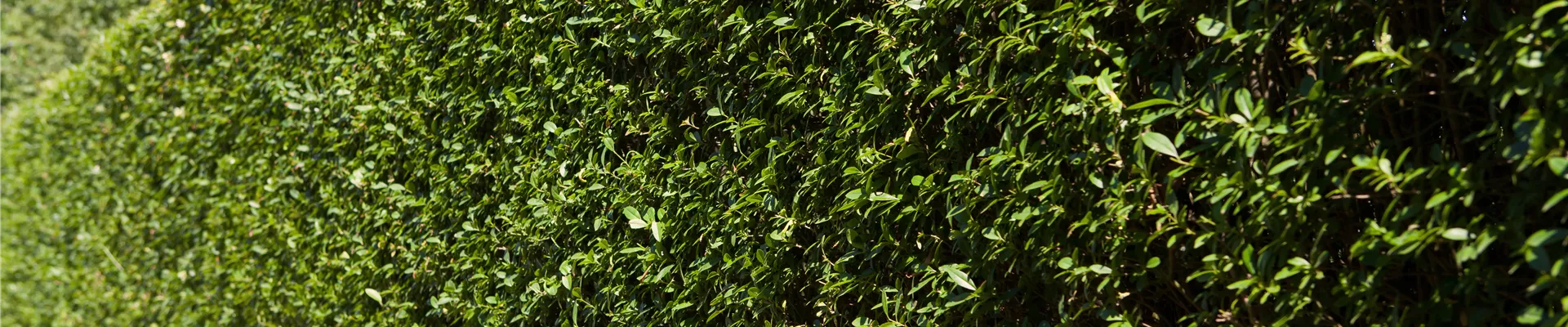 Ligustrum ovalifolium