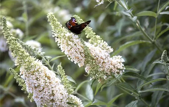 Buddleja davidii 'White Profusion' Buddleja davidii 'White Profusion'