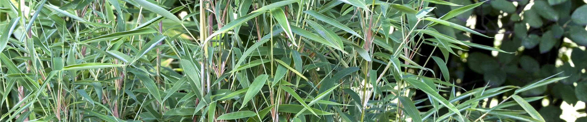 Fargesia murielae Fargesia murielae