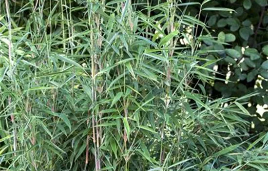 Rhizomsperre für Bambus Rhizomsperre für Bambus