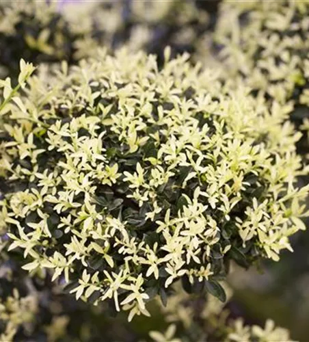 Ilex crenata 'Kin Me'