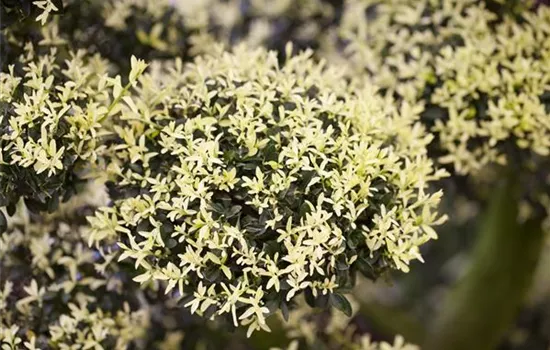 Ilex crenata 'Kin Me' Ilex crenata 'Kin Me'