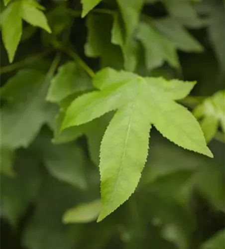 Liquidambar styraciflua 'Gumball'