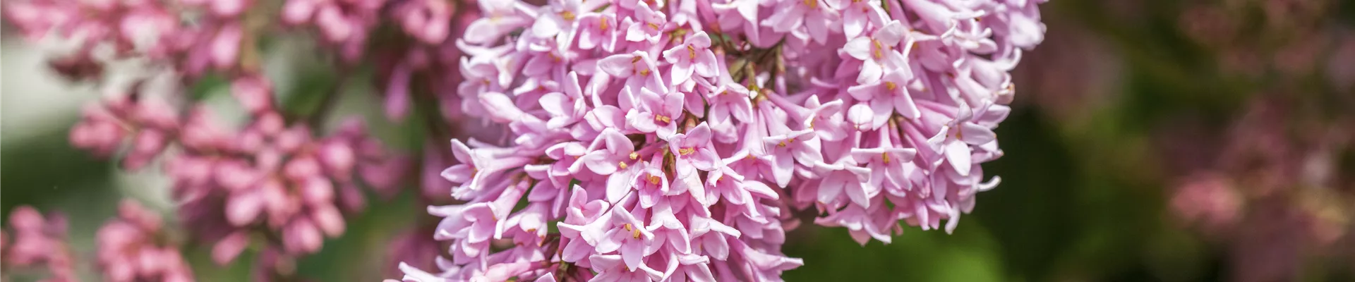 Syringa 'Bloomerang® Pink Perfume'(s) Syringa 'Bloomerang® Pink Perfume'(s)
