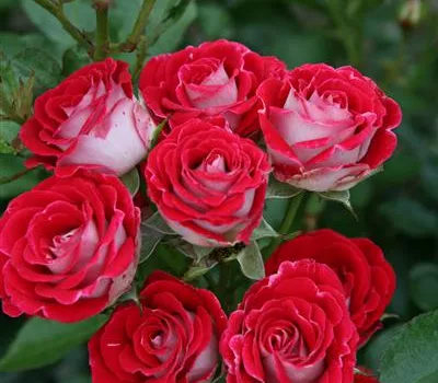 Rosa 'Schöne Koblenzerin' -R- BT IV Rosa 'Schöne Koblenzerin' -R- BT IV