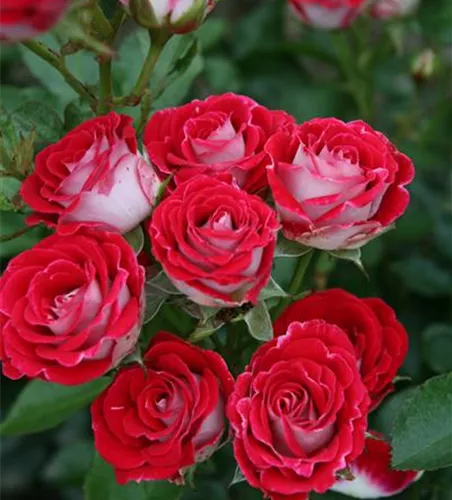 Rosa 'Schöne Koblenzerin' -R- BT IV