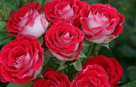 Rosa 'Schöne Koblenzerin' -R- BT IV Rosa 'Schöne Koblenzerin' -R- BT IV