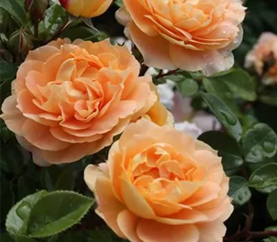 Rosa 'Schöne vom See' -R- BT III Rosa 'Schöne vom See' -R- BT III