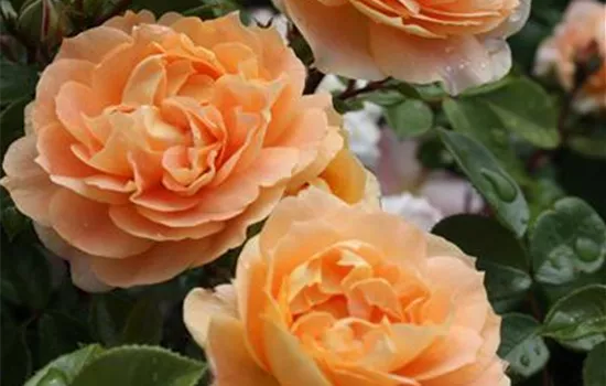 Rosa 'Schöne vom See' -R- BT III Rosa 'Schöne vom See' -R- BT III