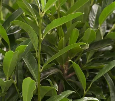 Prunus lauroc.'Reynvaanii'