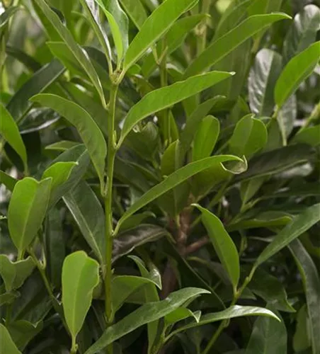 Prunus lauroc.'Reynvaanii'