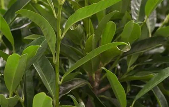 Prunus lauroc.'Reynvaanii'