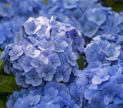 Hydrangea m., blau Hydrangea m., blau