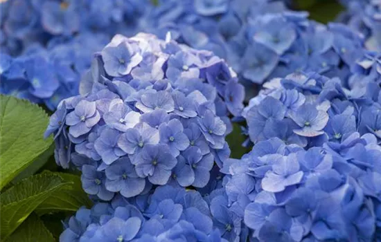 Hydrangea m., blau Hydrangea m., blau
