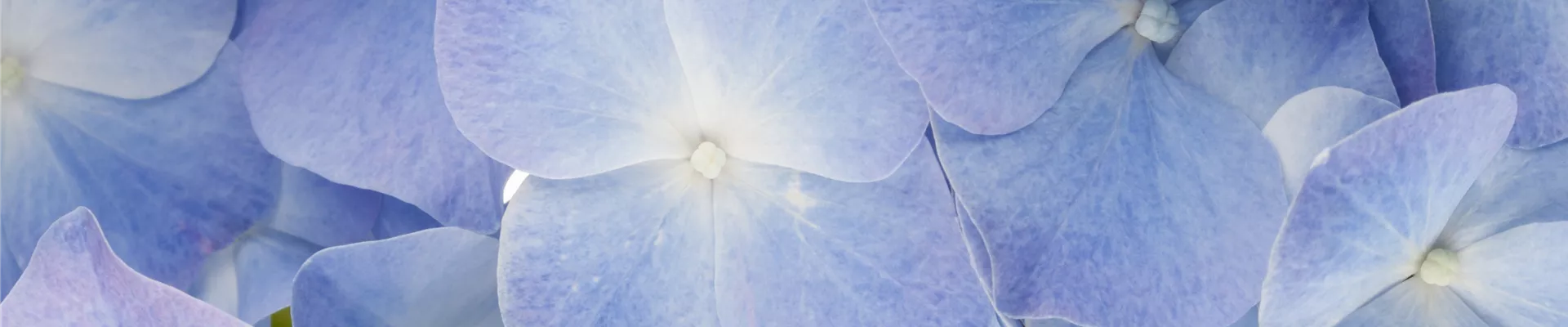Hydrangea macrophylla, blau Hydrangea macrophylla, blau