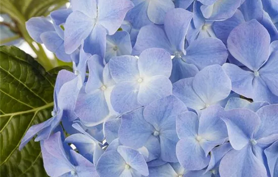 Blaue Hortensien Blaue Hortensien