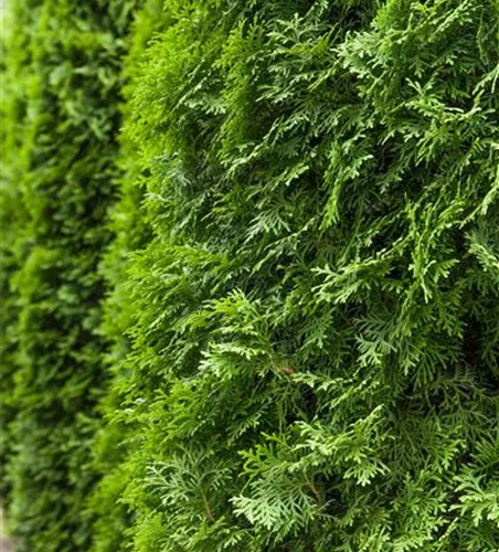 Thuja occidentalis 'Columna'