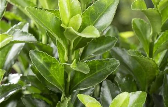 Euonymus japonicus 'Green Spire'