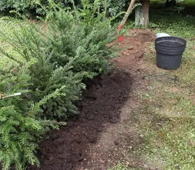 Hecke - Einpflanzen im Garten