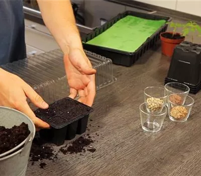 Basilikum - Aussäen von Samen Basilikum - Aussäen von Samen