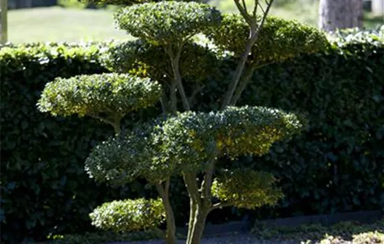 Ilex crenata 'Green Hedge' Ilex crenata 'Green Hedge'