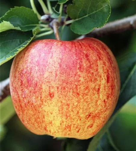 Malus 'Ontario' CAC