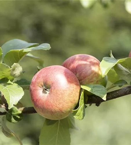 Malus 'Roter James Grieve' zert.