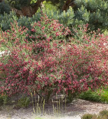 Cytisus scoparius 'Boskoop Ruby'