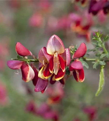 Cytisus scoparius 'Maria Burkwood'