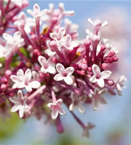 Syringa reflexa