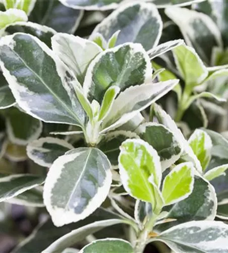 Euonymus japonicus 'Susan'