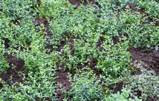 Euonymus fortunei 'Minimus' Euonymus fortunei 'Minimus'