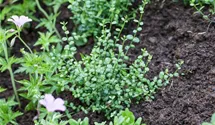 Kleinblätt.Teppichspindel 'Minimus'