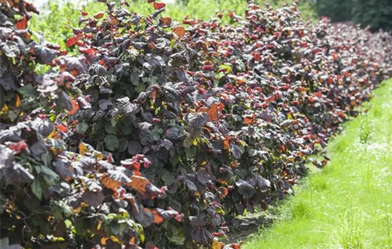 Corylus av.'Rotblättrige Zellernuss'