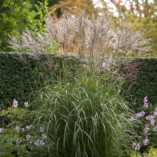 Miscanthus sinensis 'Silberspinne'