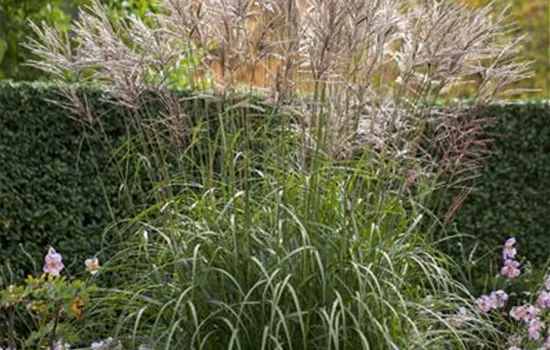 Miscanthus sinensis 'Silberspinne'