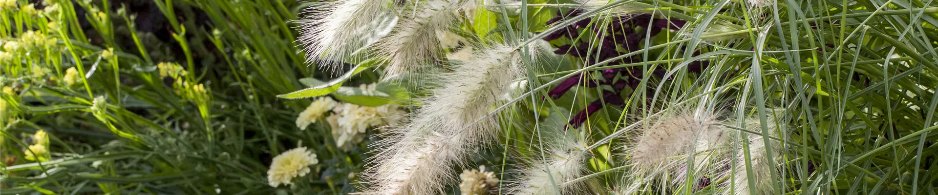 Pennisetum alopecuroides 'Hameln' Pennisetum alopecuroides 'Hameln'