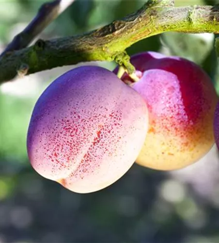 Prunus dom.'The Czar' CAC